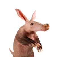 Aardvark