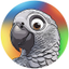 Alex The Parrot
