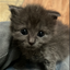 archie the tiny cat