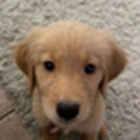 Buddy