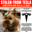 Dog Stolen From Tesla 