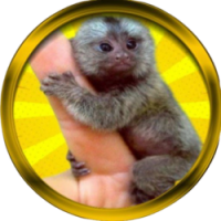 Finger Monkey