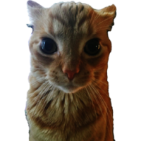 Gakster