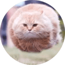 Hover Cat