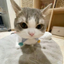 Lily The Cat