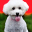 LittleWhiteBich