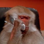 Monke Phone