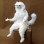 Munky Cat