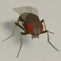 NeuroMechFly