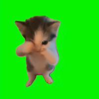 Official Scuba Cat