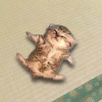relaxed cat