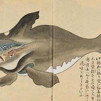 The Japanese Whale