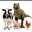 #animaltwt