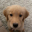 Buddy