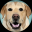 Emotional Support Dog
