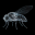 flybrain