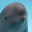 Hanbao the finless porpoise 